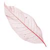 50Pcs Natural Magnolia Skeleton Leaf Leaves Card Scrapbook