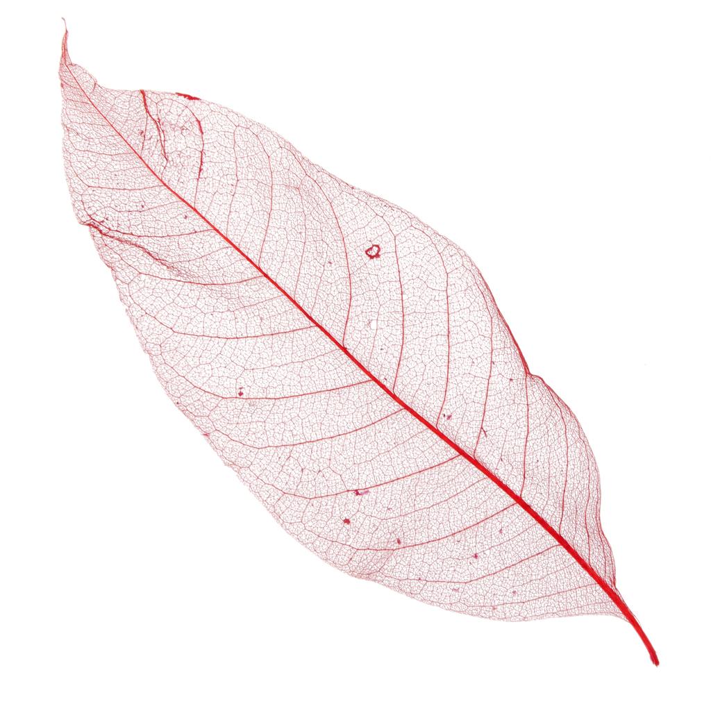 50 ks Přírodní magnóliové kostrové listy Listy Karta Scrapbook