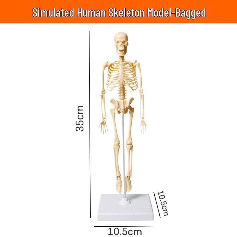 Children's Educational Human Anatomy Model - Skeleton & Organ Structure Toy for Medical Teaching