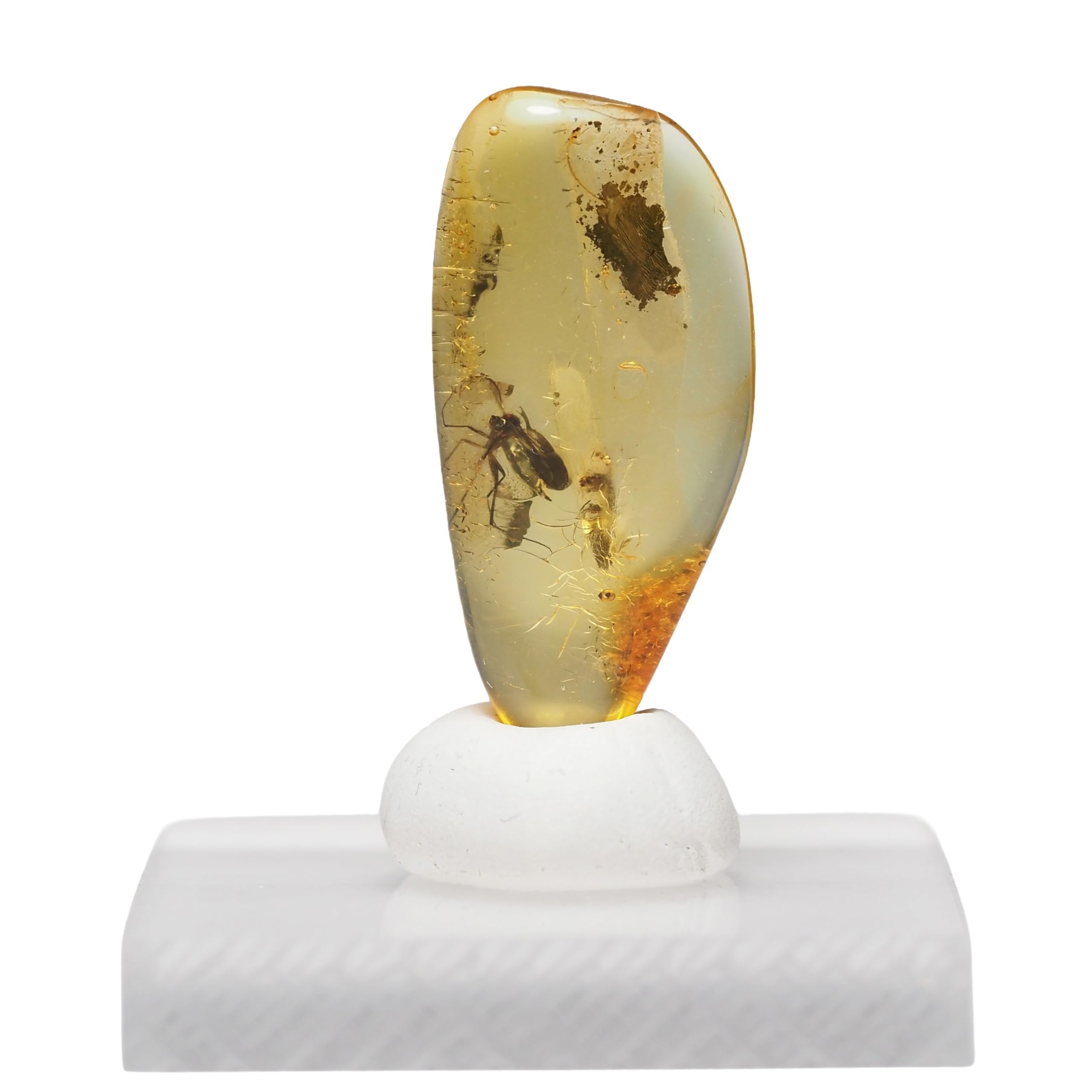 stone Natural Fossil Amber with Insect Specimen of a 25x12x4mm [N2 Natural] - (38  One kind  [Amber approx. 0.7g, Insect approx. 4mm])