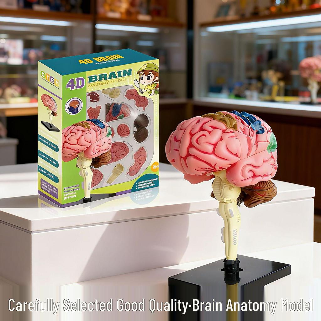 4D Human Brain Anatomy Model for Early Education - Removable, Educational Teaching Aid Toy for Children