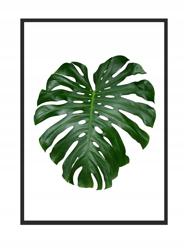Picture, poster In a frame 43x33 cm Leaf 1 P569