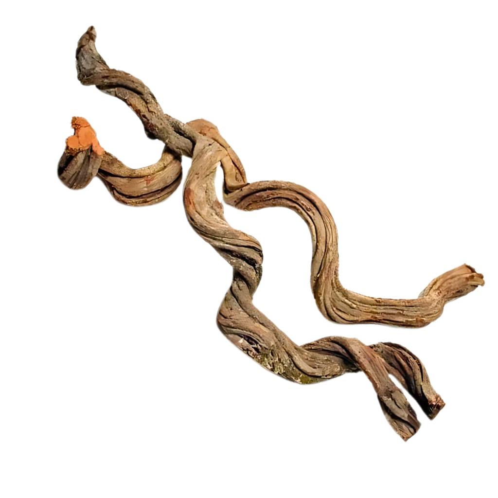 BioCurly Curly Liana for Terrarium 50cm