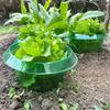 Plants Slug Protection Rings Vegetables Cover Plant Snail Collar Guard Green Planter Flower Pot Pest Control Trapper Garden Tool