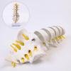 Model de Vertebre Lombare Naturale cu Coccis - Instrument Didactic
