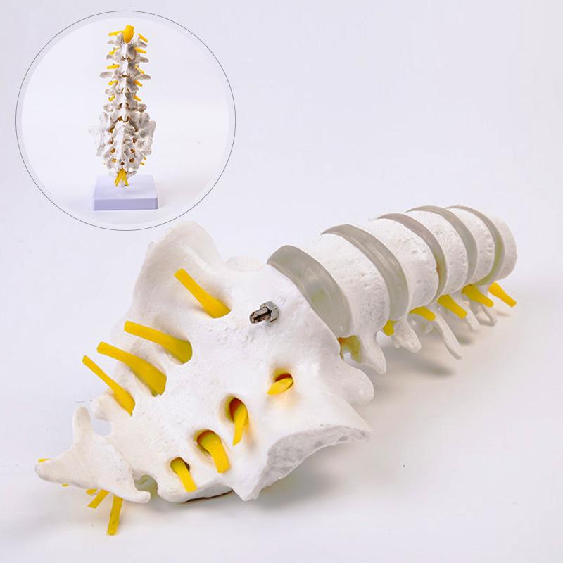 Natural Lumbar Vertebrae with Coccyx Model - Teaching Tool
