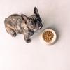 Staub Light Pink Pet Bowl, Ceramic, for Dogs and Cats, Food and Water Bowl, Dishwasher and Microwave Safe [Official Japanese Product] Z1034-546