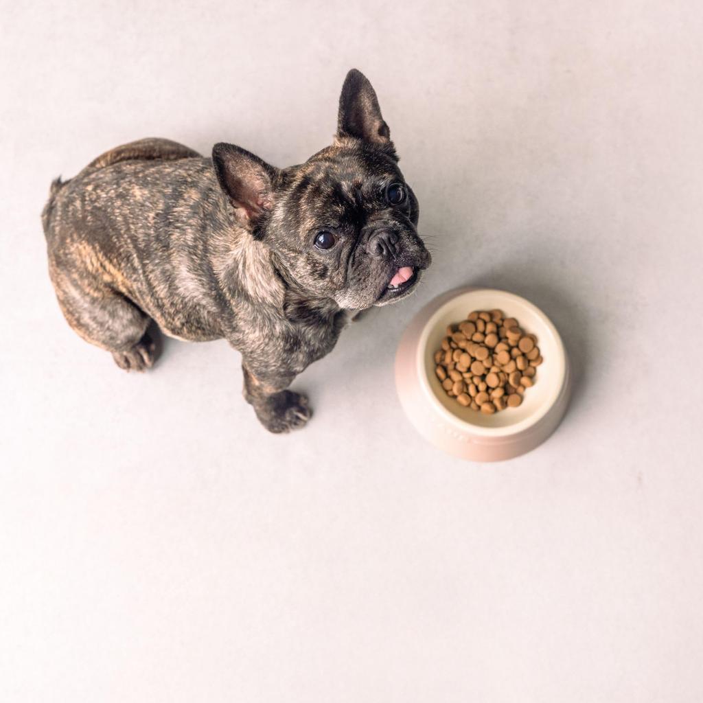 Staub Light Pink Pet Bowl, Ceramic, for Dogs and Cats, Food and Water Bowl, Dishwasher and Microwave Safe [Official Japanese Product] Z1034-546