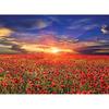 1000-teiliges Puzzle – Wundervoller Sonnenuntergang über einem Mohnfeld (Mini), beliebtes koreanisches Puzzle