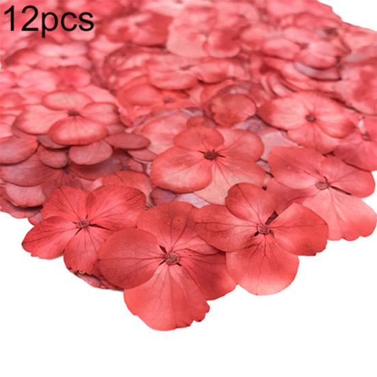 12Pcs Pressed Dried Epoxy Flower Plant Specimen Decor Resin Phone DIY