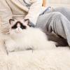 Long Hair Simulated Cat Plush Toys Fluffy Plush Kitty Figures Toy  Children Gift