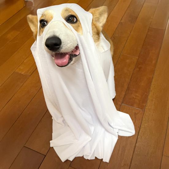 Halloween Pet Costume Scary Dog Cosplay Ghost Cloak Hood Outfit Breathable Festive Apparel for Halloween Christmas Masquerade