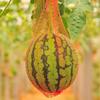 100pcs Garden Cucumbers Growing Storage Mesh Net Vegetable Bags Hanging Watermelon Grow Net Bags Reusable Cantaloupes Mesh Net