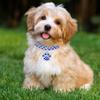 Jewelry for Small Dog Necklace Cats Footprints Pet Pendant Dog Collars Pet Supplies Cat Collar