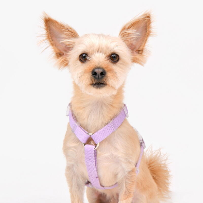 Pudding H Harness M (OAWA-HH6421)