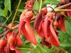 SAFLAX Cockspur Coral Tree - 6 Seeds - Erythrina Crista Galli