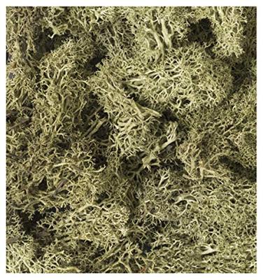 KATO Diorama Supplies Naturmaterial Pflanzen Gelb Grün Eisenbahn Modell Zubehör 24-554