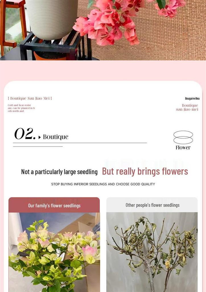 Large Bougainvillea Climbing Plant with Flowers - Indoor/Outdoor Greenery for Balcony and Courtyard