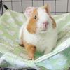 Comfortable Pet Hammock Breathable Hammock Swing Toys  Sugar Glider Squirrel Ferret