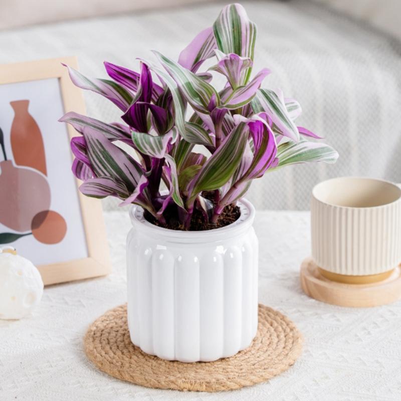 Eleganckie Półprzezroczyste Hydroponiczne Doniczki Ogrodowe z Efektywną Kontrolą Wilgoci Odpowiednie dla Sukulentów Bonsai