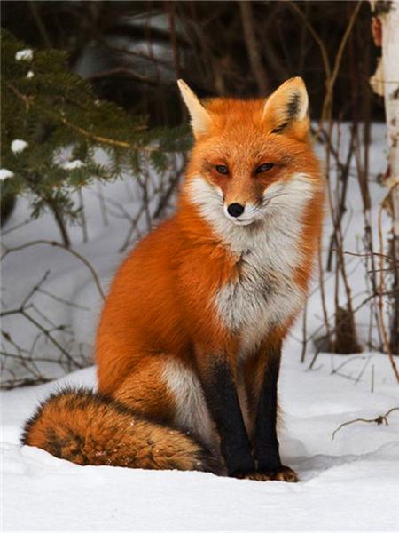 5d Diamond Painting New Fox Winter Home Decor Embroidery Mosaic Animal Snow Cross Stitch Wall Sticker