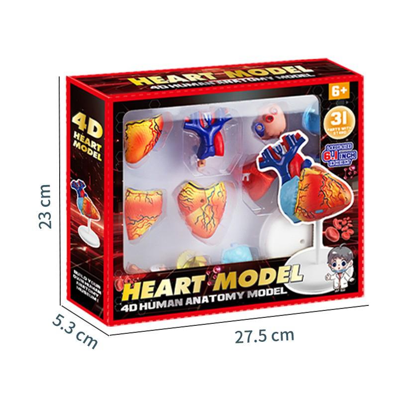 4D Heart Structure Anatomy Model: Educational Cognitive Teaching Aid for Kids, Removable Organ Model