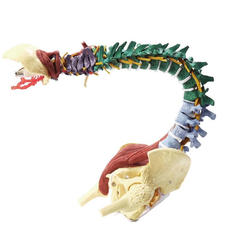 Adult 1:1 Human Spine Model for Chiropractic Practice - Cervical, Lumbar, and Skeleton Display