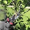 Pruning shearsGarden scissorsTools