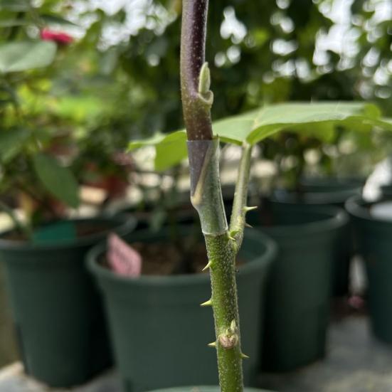 Silicone Grafting Sleeves Elastic Thin-Walled Grafting Tubes Rapid Plant Bonding Grafting Tools for Fruit Trees