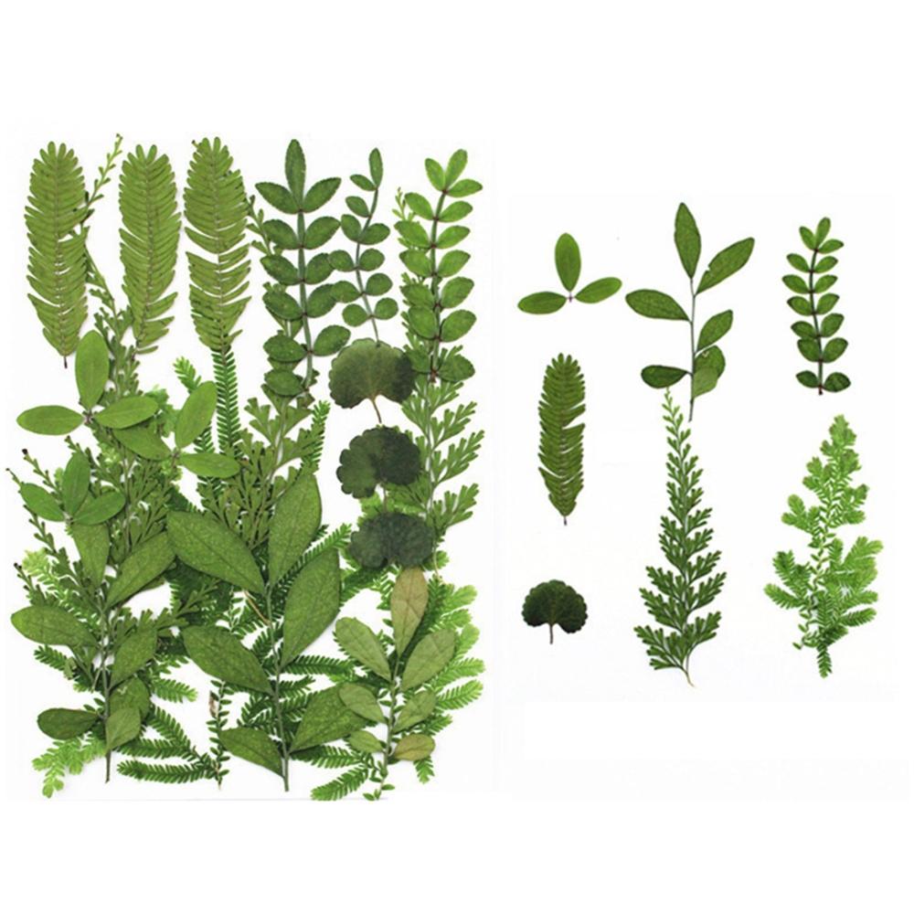 Art Craft Leaf Specimen Resin Accessory Dried Pressed Leaves Dried Flowers Artificial Decorations