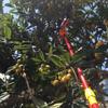 1/2pcs Fruit Picker Garden Hand Tool Plastic Catcher Picking Apple Bayberry Citrus Pear Peach Hand Tools Agriculture Accessories