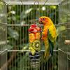 Stainless Steel Parrot Forager Feeder Durable Outdoor Bird Feeding Device Spiral Design Natural Fruit Basket for Small Pets
