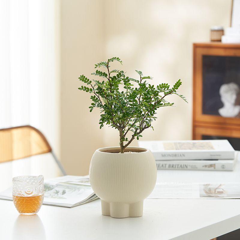 Retro High-Leg Ceramic Flower Pot for Phalaenopsis, Green Radish, and Spider Plant in Cream Style