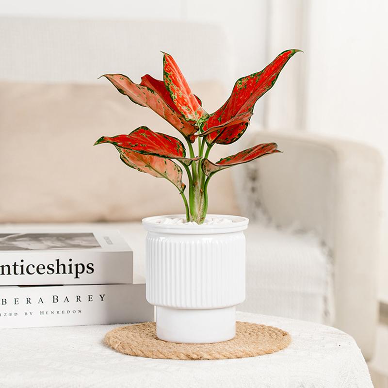 Mini Self Watering Flower Pot Fish Tank Transparent Plastic Plant Pots Self Watering Planter Pot Vase For Home Decoration