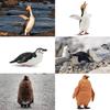 TOYMANY Penguin Figures 12PCS Antarctic Animal Set Realistic Animal Models Toys Collection 6+