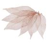 50Pcs Natural Magnolia Skeleton Leaf Leaves Card Scrapbook