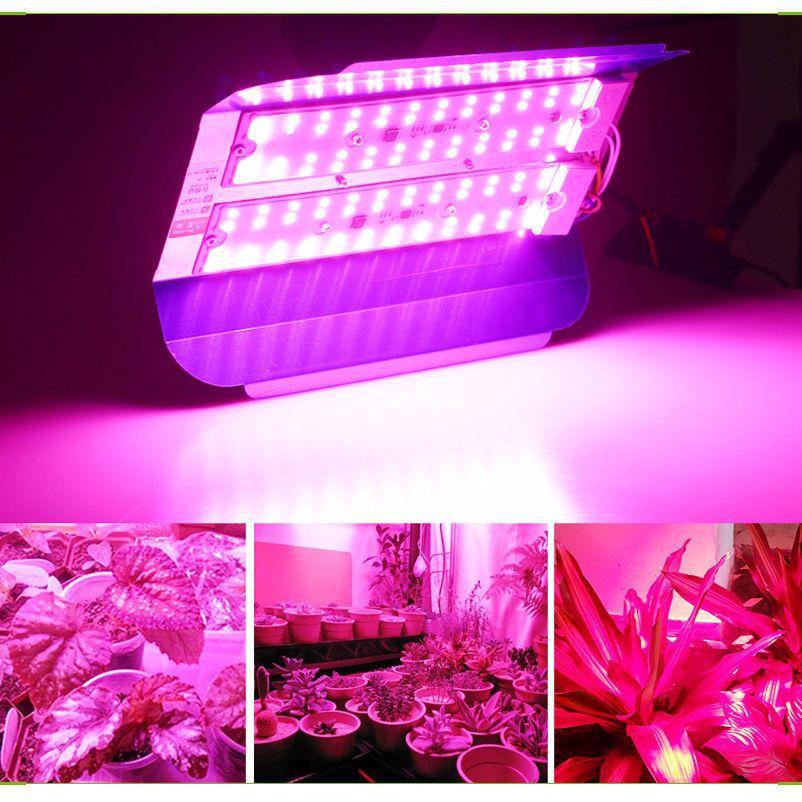 LED COB Lodine Tungsten Spectrum LED Grow Pink 380-840nm 100W 50W AC 220V  Led IC Plant Lights Fllood Light Vegetable Plan