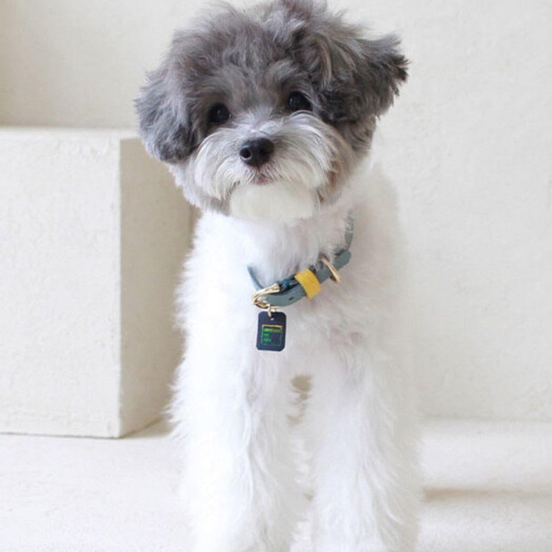 MAISON DE MIU Petsnal Color Leash Indian Blue/Yellow