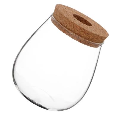 Moderne transparente Glas Hydroponik Vase Schreibtisch Vermehrungstopf für Efeutute und Sukkulenten Pflegeleicht Wasserkultur