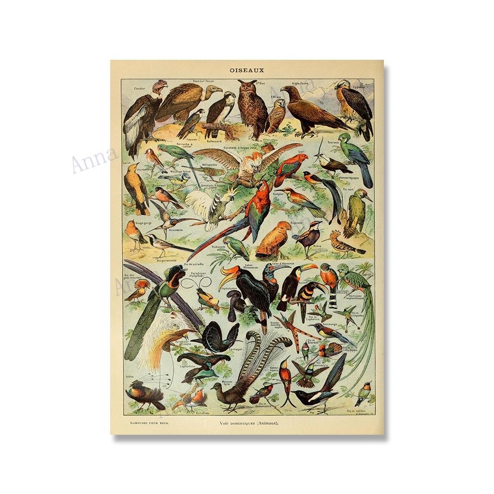 

Винтажные постеры, энциклопедия Адольфа Милло, бабочки, насекомые, птицы, перья, холст, картины, настенное искусство для домашнего декора 21x30cm No Framed