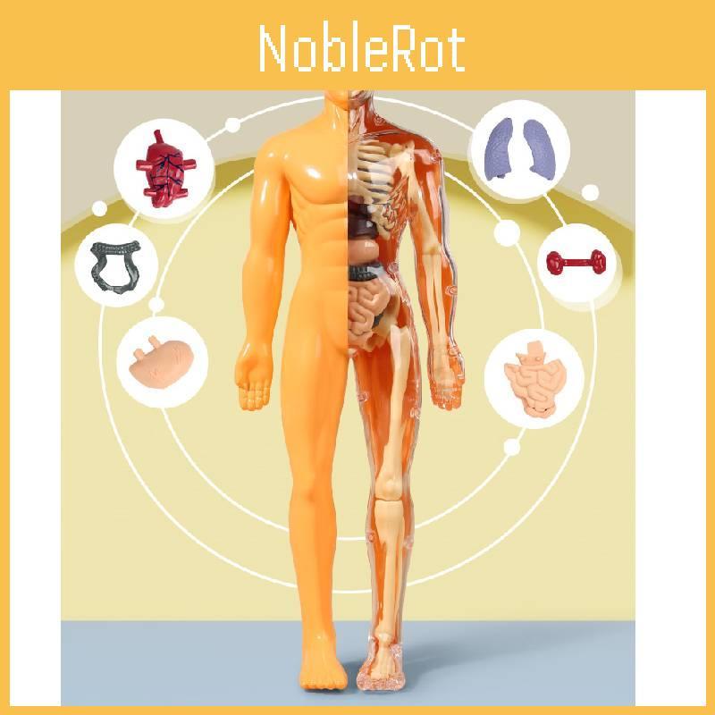 Colorful Children's Human Anatomy Skeleton Model Toy For Hands-on Learning With Diy Assembly And Clear Instruction Guide For Young Learners