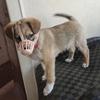 Outdoor Anti-eating Dog Muzzle for Medium Large Dogs Adjustable Pet Mask Golden Resistant Labrador Accessories mascotas Supplies