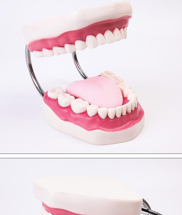Human Tooth Anatomy Model for Teaching and Simulation - Detachable Denture Mold