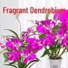 Aromatyczna plama atramentu Dendrobium Storczyk Doniczka hydroponiczna