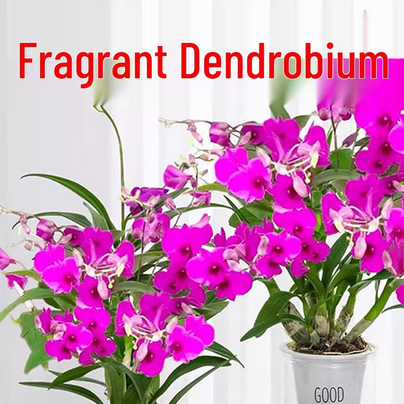 Aromatyczna plama atramentu Dendrobium Storczyk Doniczka hydroponiczna