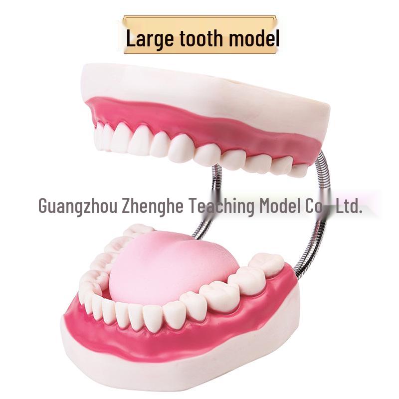 Kindergarten Dental Model for Teaching: Children s Toothbrushing Demonstration 16x15x12 cm