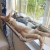 Animale de companie Pisici Hamac Pisicuță Cadru de alpinism Agățat Pat pentru pisici Ventuză Pat Casă Fereastră detașabilă Hamac ușor de curățat