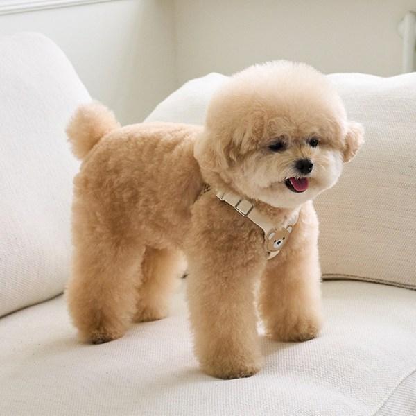 Bai Bong Puppy Light Bear Geschirr, Elfenbein