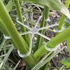 4 Pcs Plant Support Cages, Plastic Climbing Pole Hooks, Reusable Indoor & Outdoor Plant Climber Frames, Flower Post Grid Growing Accessories