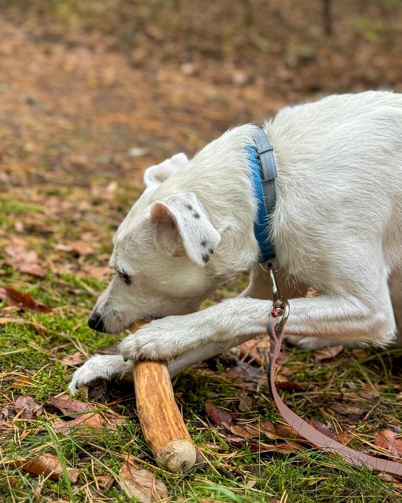 4DOGS Cinnamon Tree Chew Size L